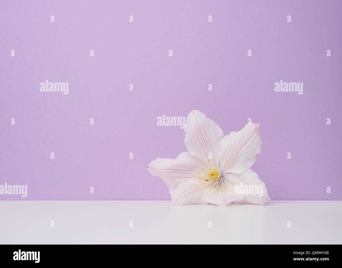 White clematis flower on purple paper background Stock Photo