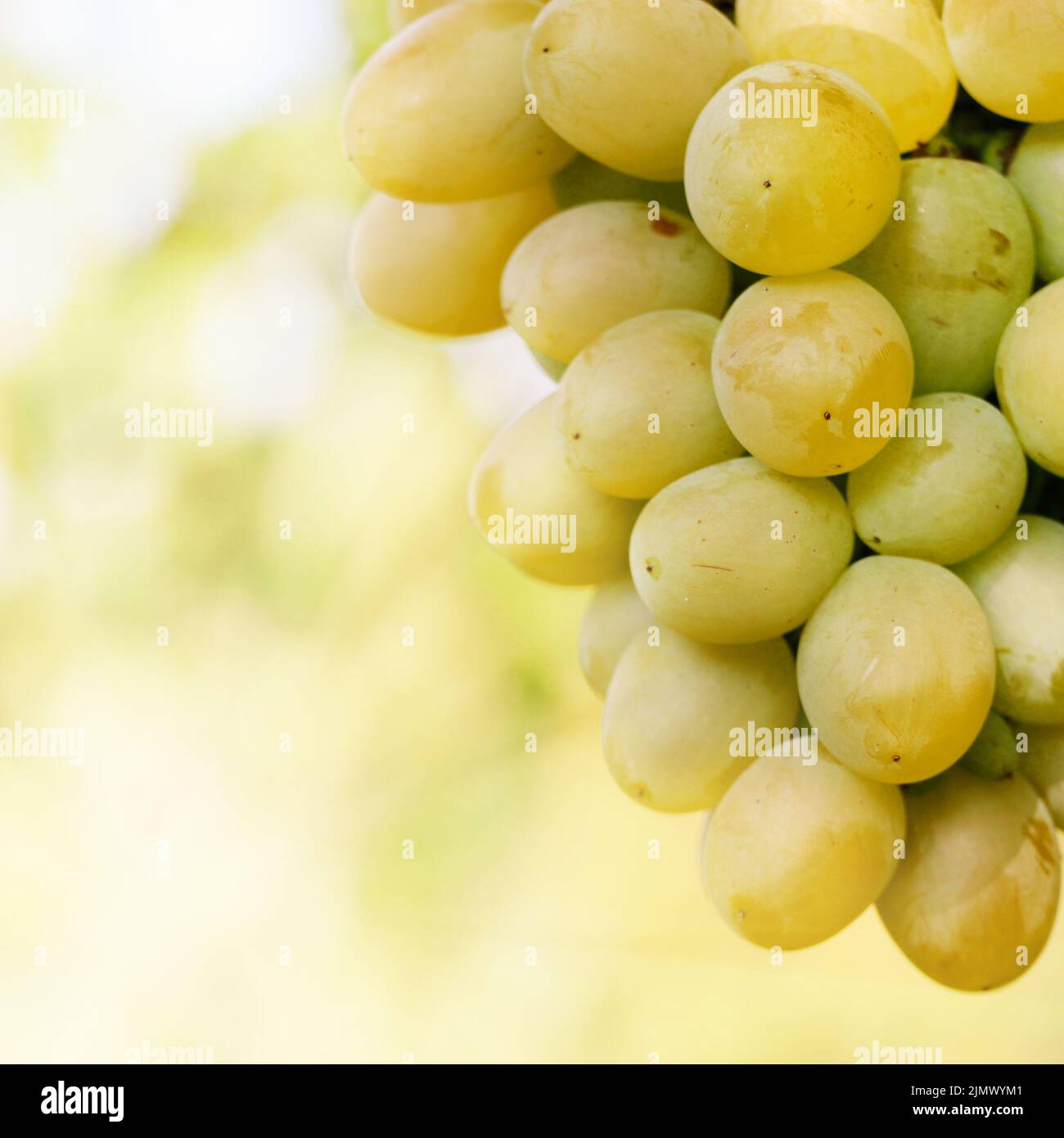Green grapes on vine Stock Photo Alamy