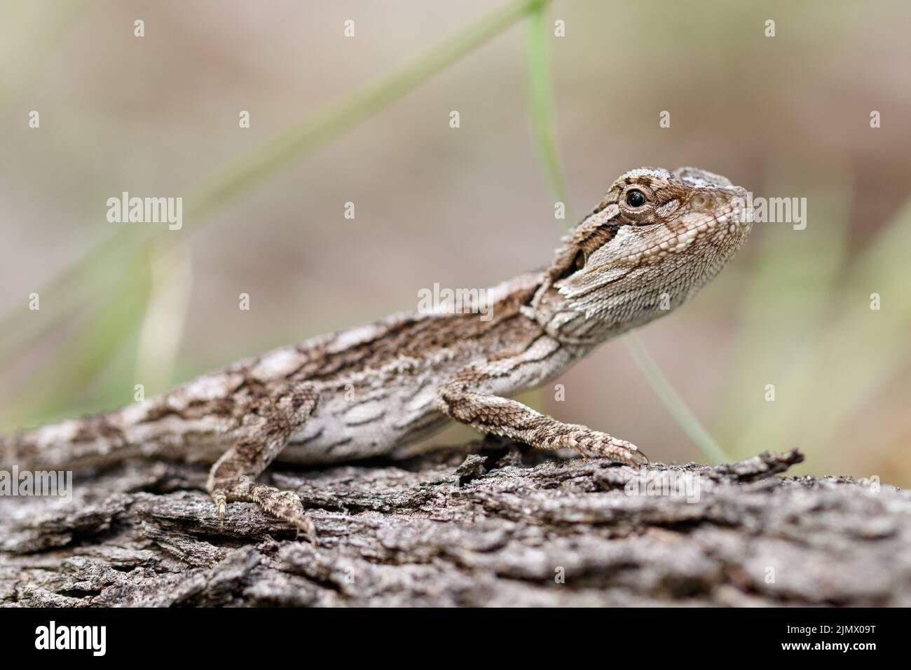 Juvenile Eastern Bearded Dragon (Pogona barbata) attempting to camouflage on a fallen tree in Toohey Forest in Brisbane, Queensland Australia Stock Photo