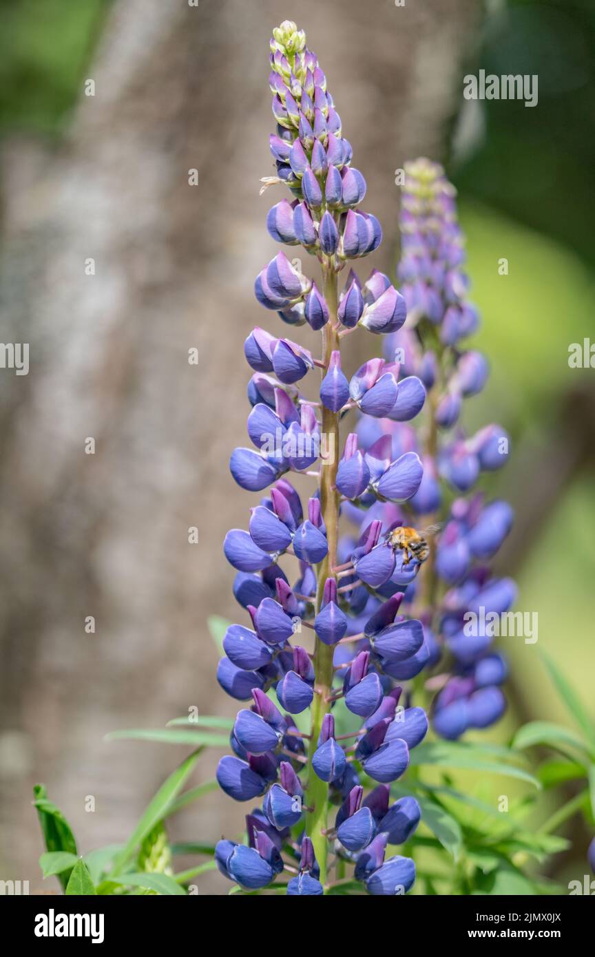 Lupine blossom Stock Photo