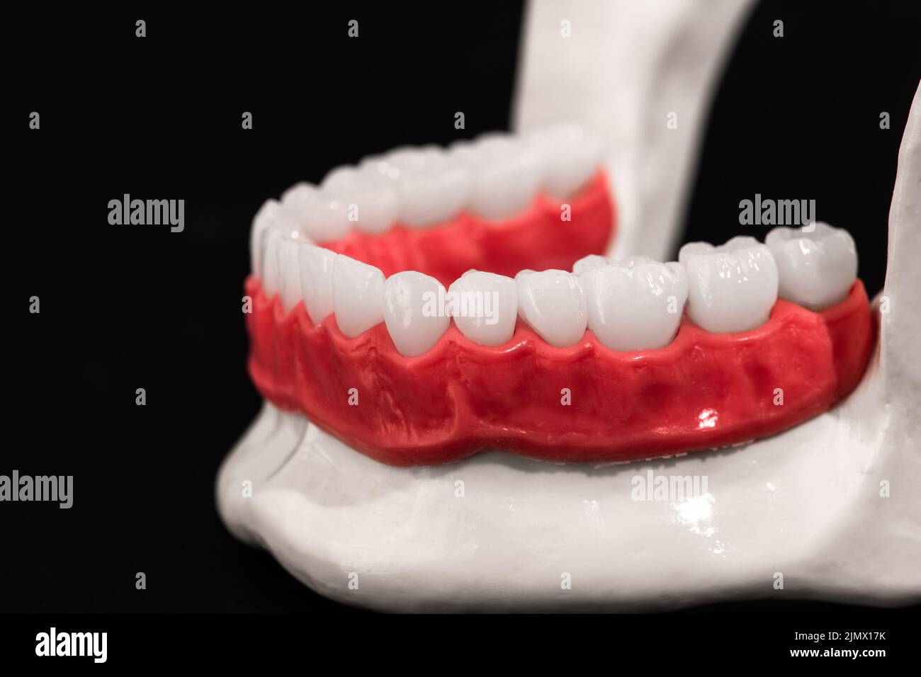 Lower human jaw with teeth and gums anatomy model isolated on blue
