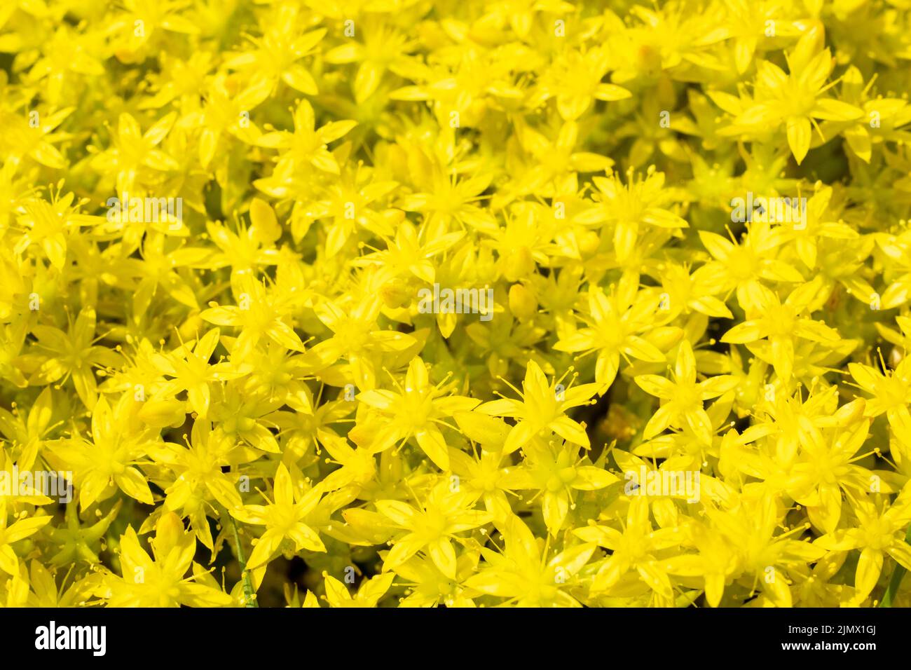Curative plant used in homeopathy yellow St. Johns wort flowers, sedum acre, or acrid stonecrop, growing large bush in the field Stock Photo