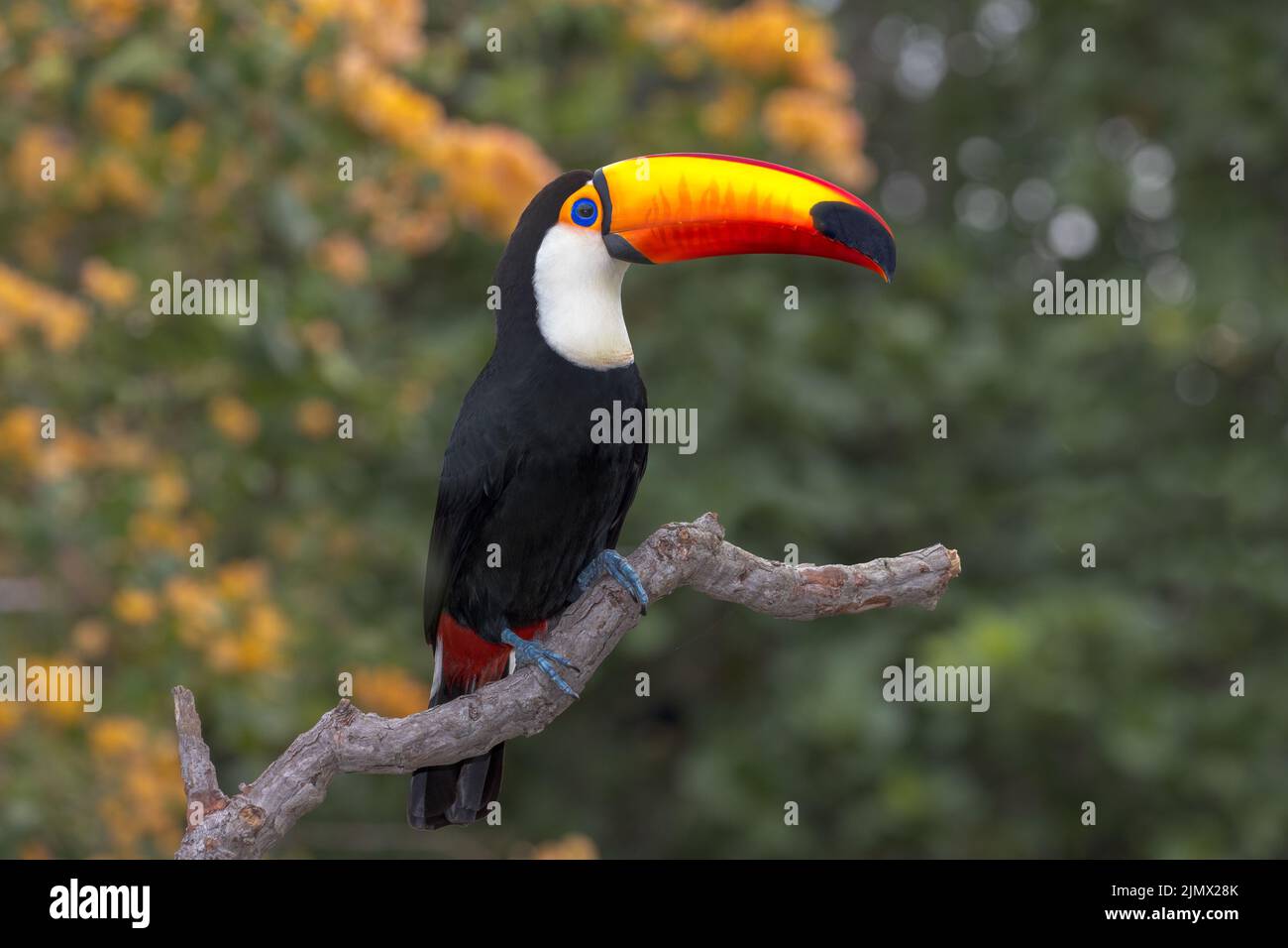 A Toco Toucan (Ramphastos toco), the largest of over 40 different species of Toucan, perched on a branch in the Pantanal of Brazil. Stock Photo