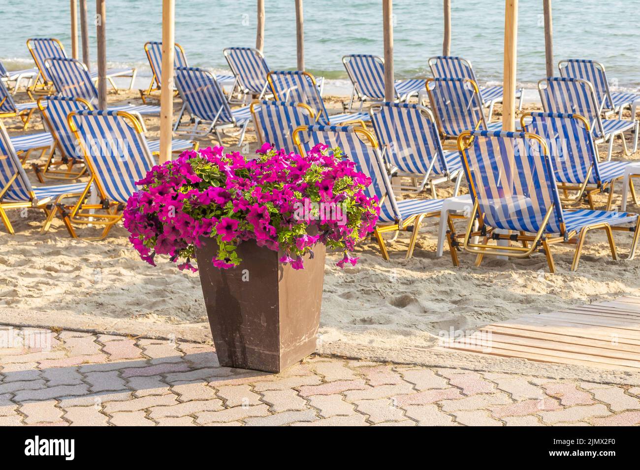 Sandy beach with umbrellas and sunbeds by the sea and flowers. Stock Photo