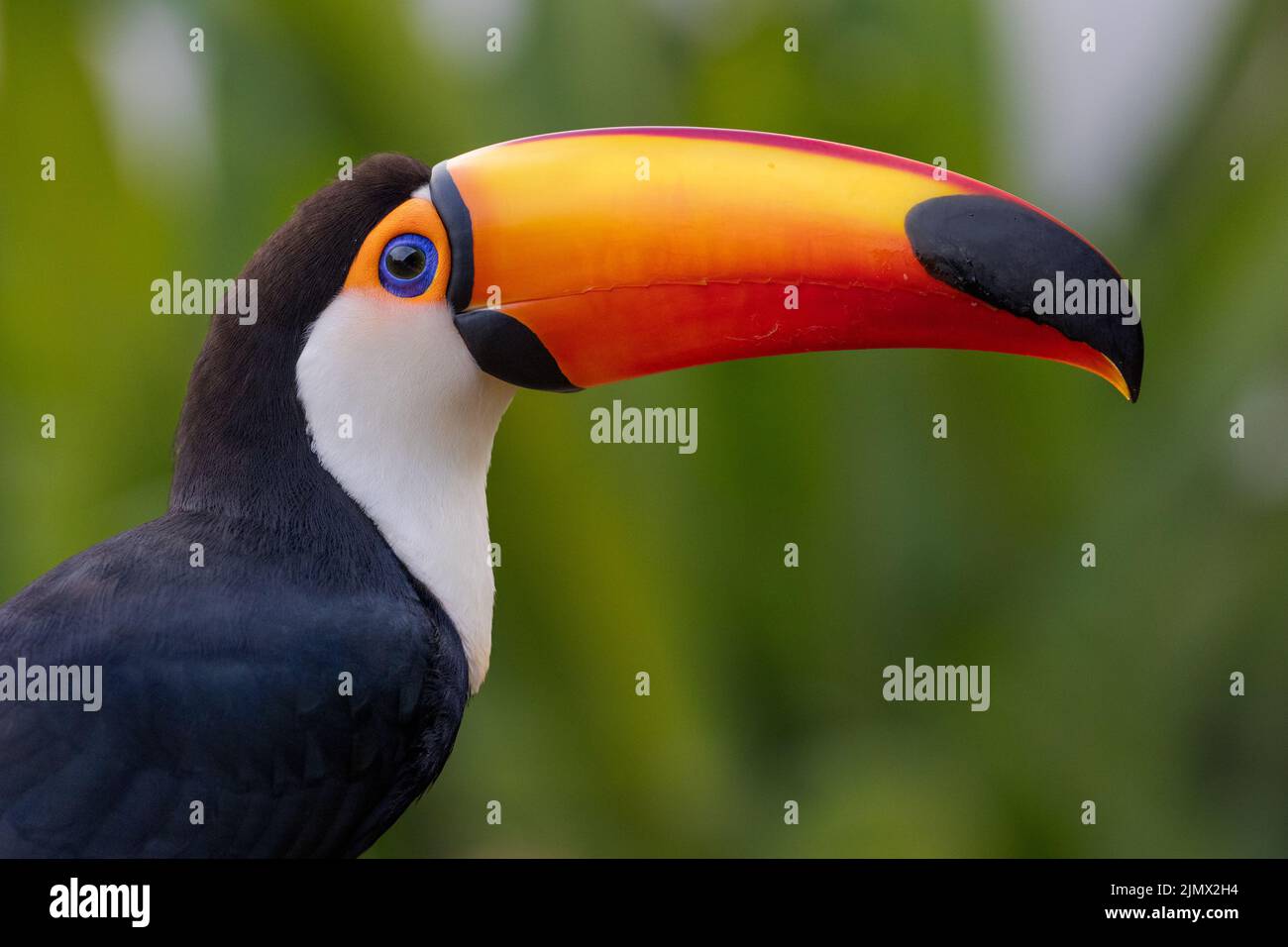 Close-up of a Toco Toucan (Ramphastos toco), the largest of over 40 different species of Toucan, perched on a branch in the Pantanal of Brazil. Stock Photo