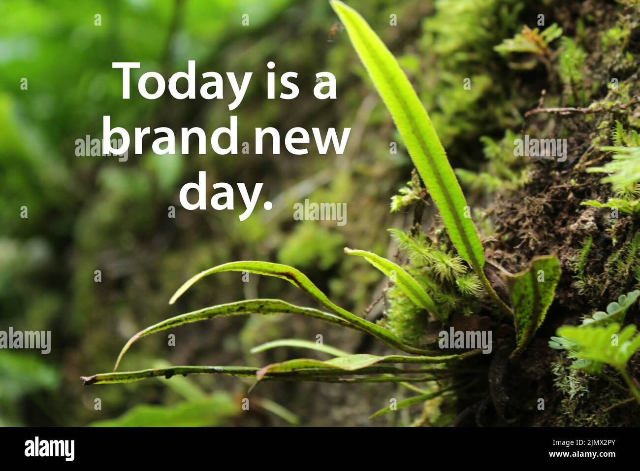 Inspirational quote Today is a brand new day. With green wild plant