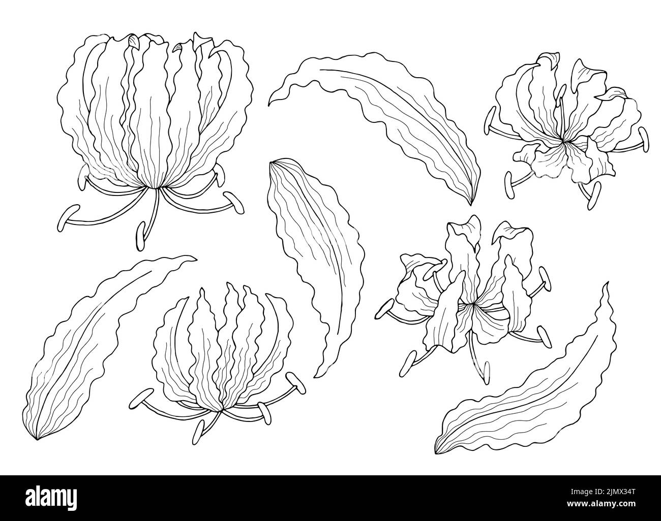 Gloriosa flower graphic black white isolated sketch illustration vector Stock Vector