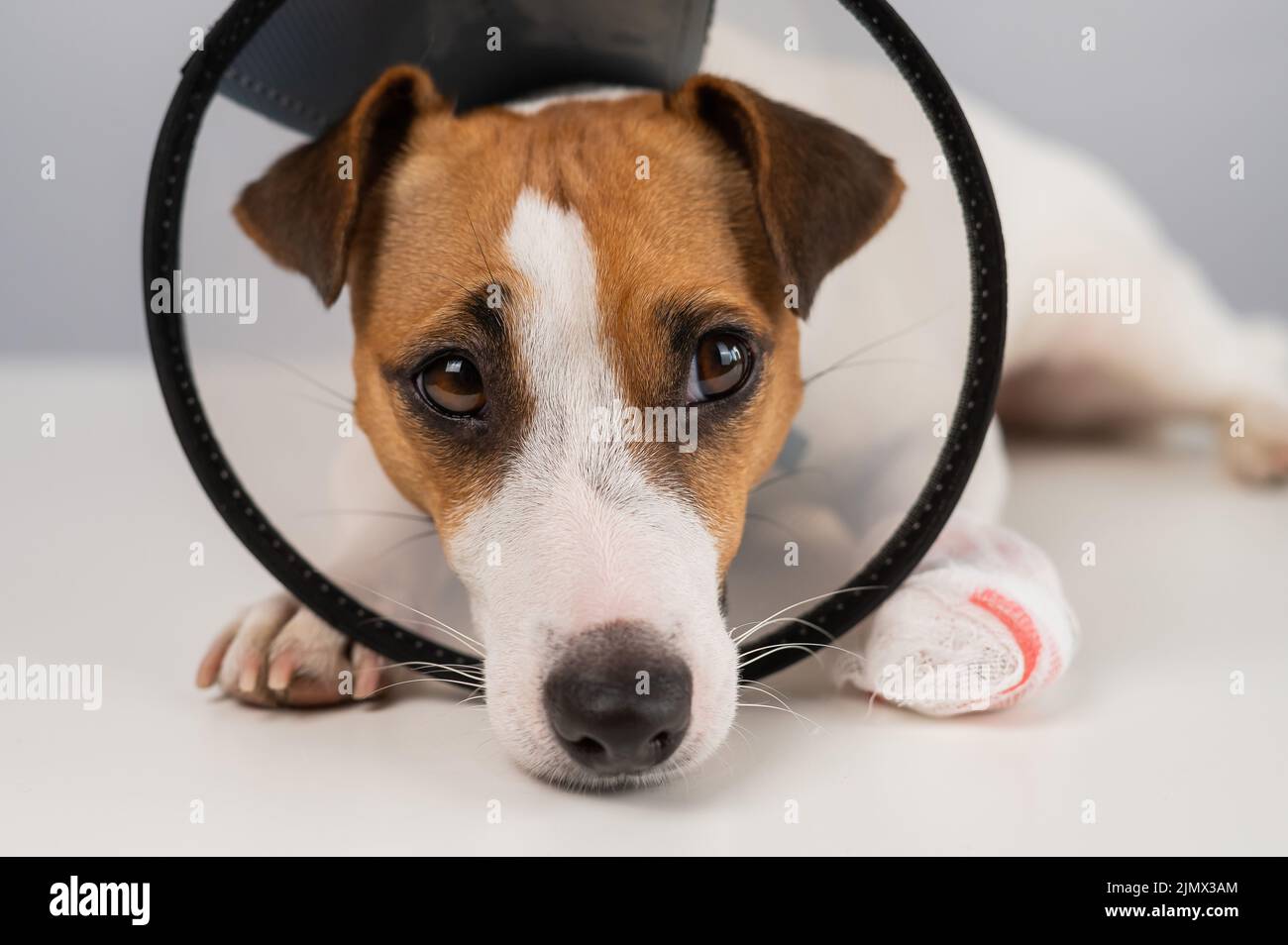 Dog cone pet stock discount