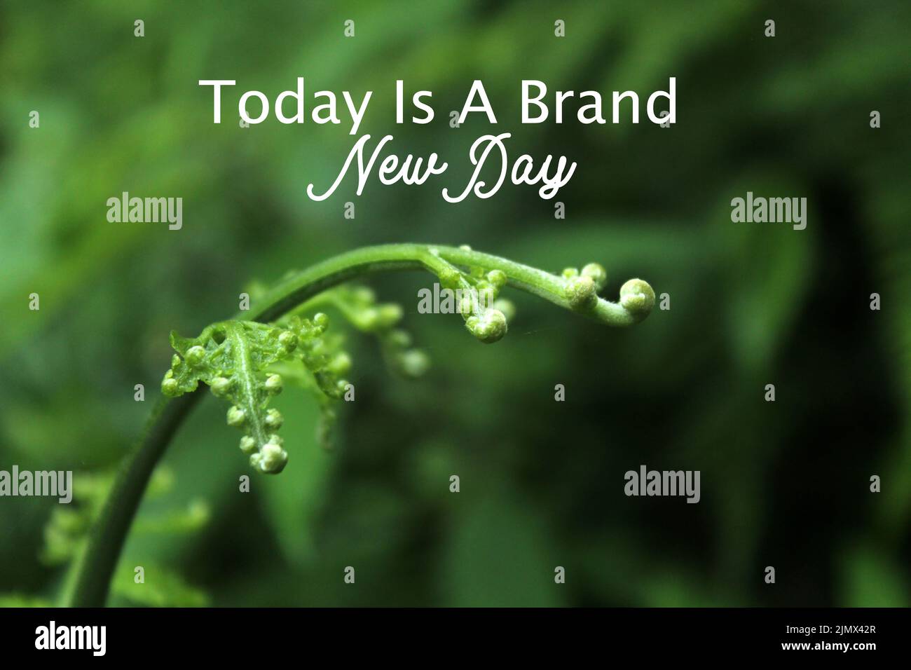 Inspirational motivational quote Today is a brand new day. With close