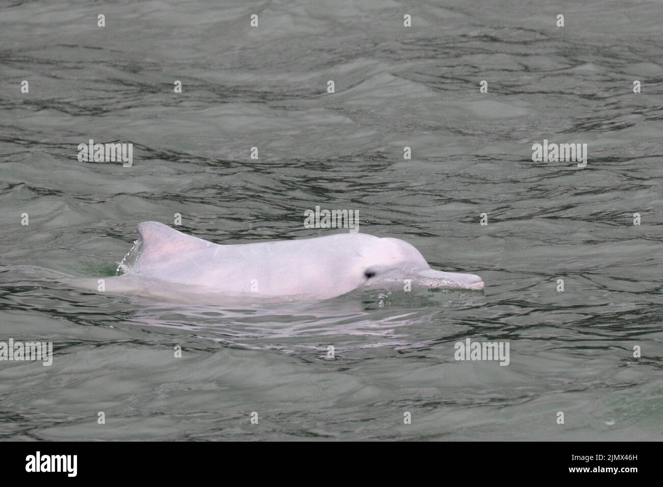 Chinese White Dolphin (Sousa chinensis), adult at surface, southern waters, Hong Kong, China 4th Aug 2022 Stock Photo