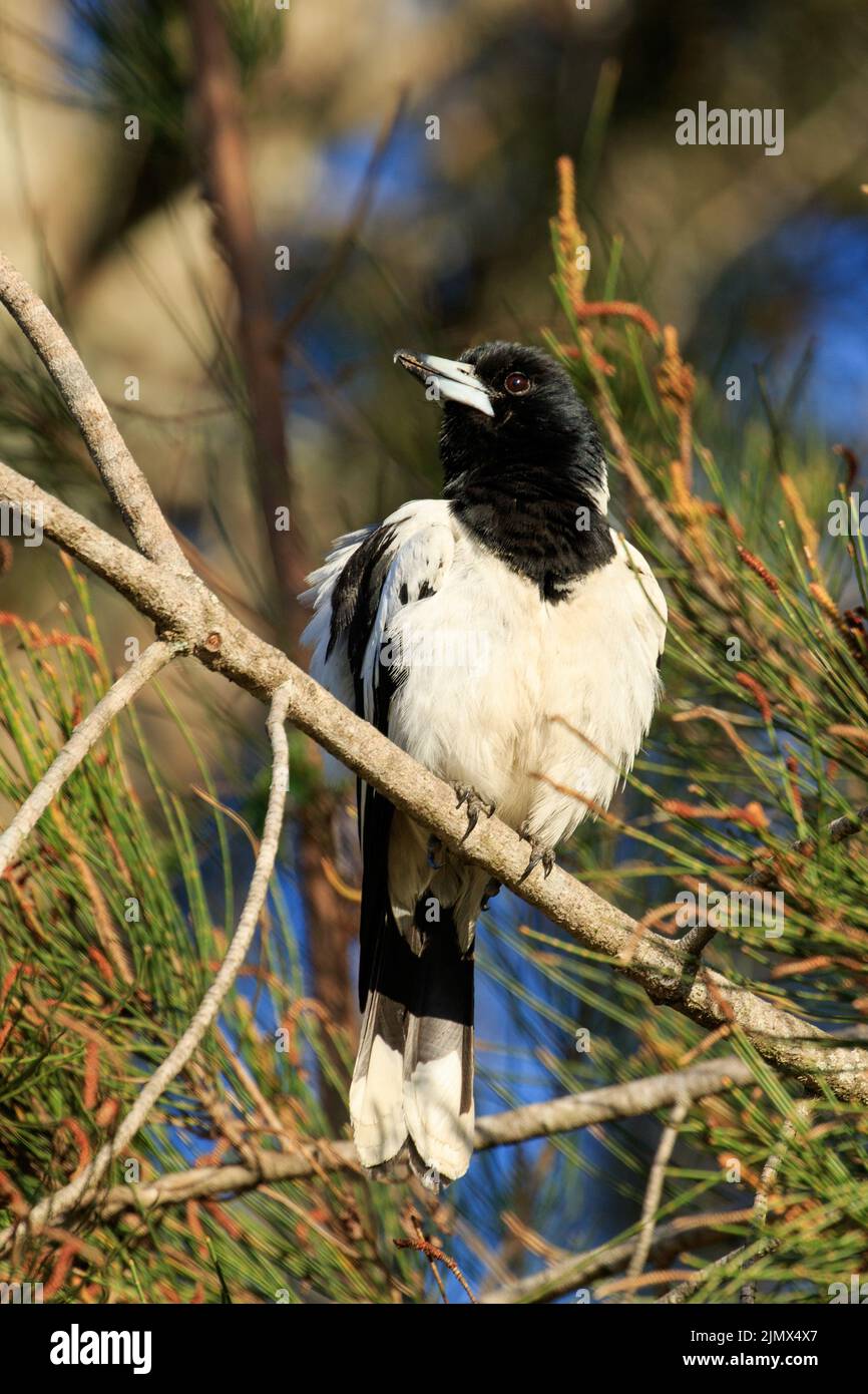 Pied Butcherbird (Cracticus nigrogularis) perched in tree Stock Photo