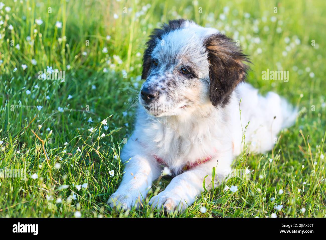 Puppy lying In the grass, close up portrait Stock Photo - Alamy