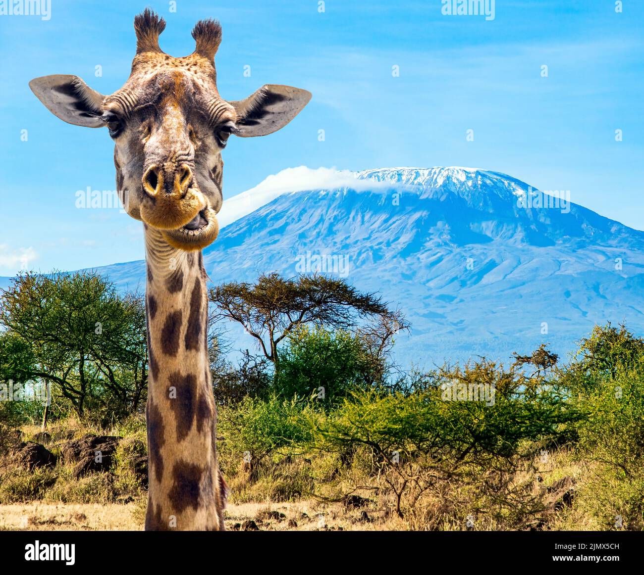 Magnificent wild animals Stock Photo Alamy