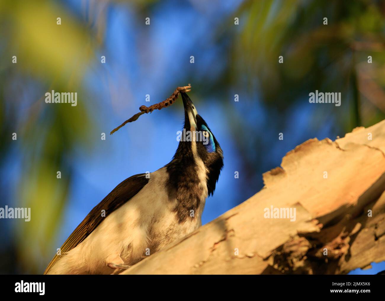 Blue-Faced Honeyeater (Entomyzon cyanotis) searching for insects in the bark of a Paperbark Tree (Melaleuca quinquenervia) at Nudgee Beach, Queensland Stock Photo