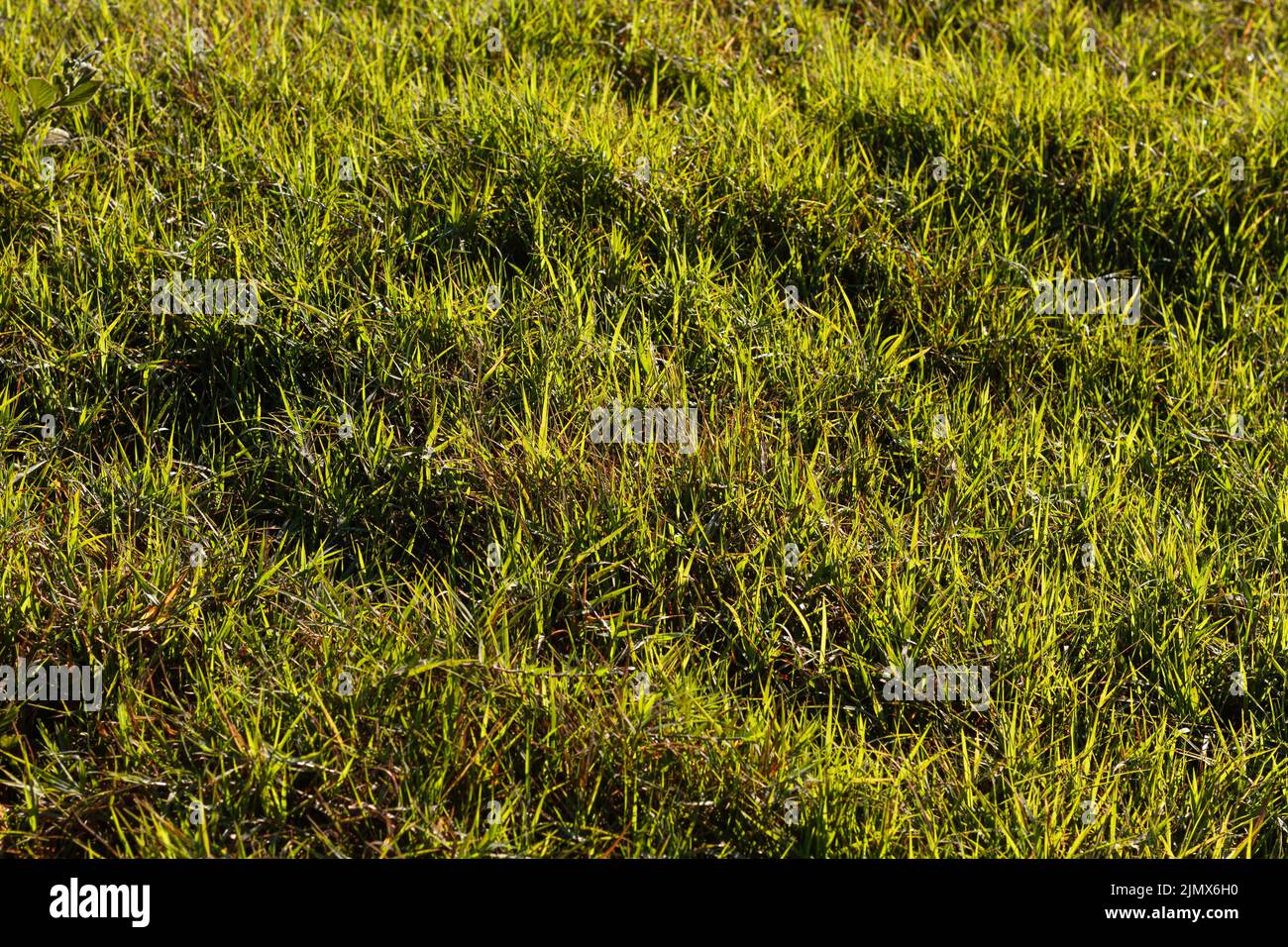 Flat grass texture hires stock photography and images Alamy