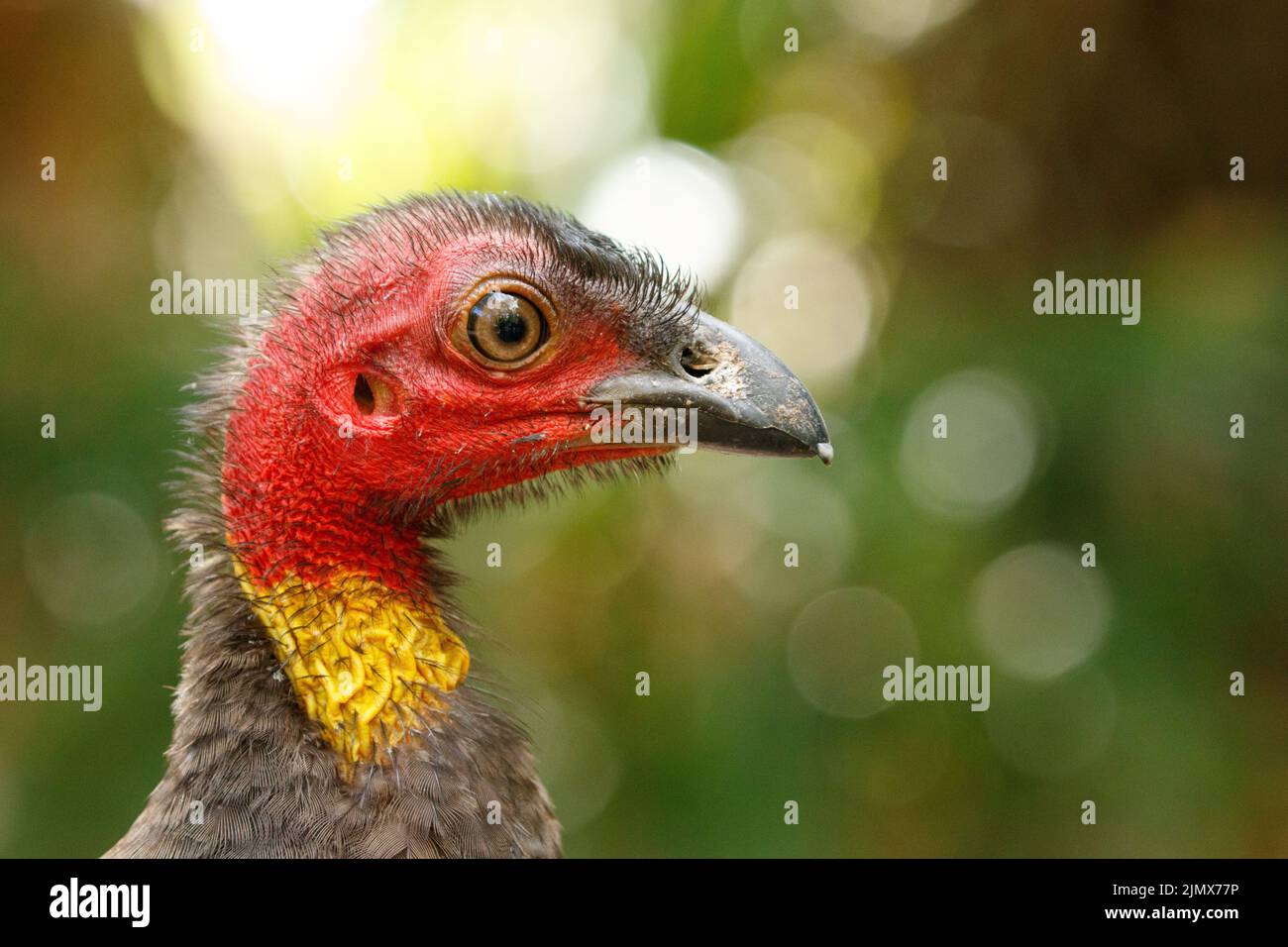 Australian Brush Turkey (Alectura lathami) in a public picnic area