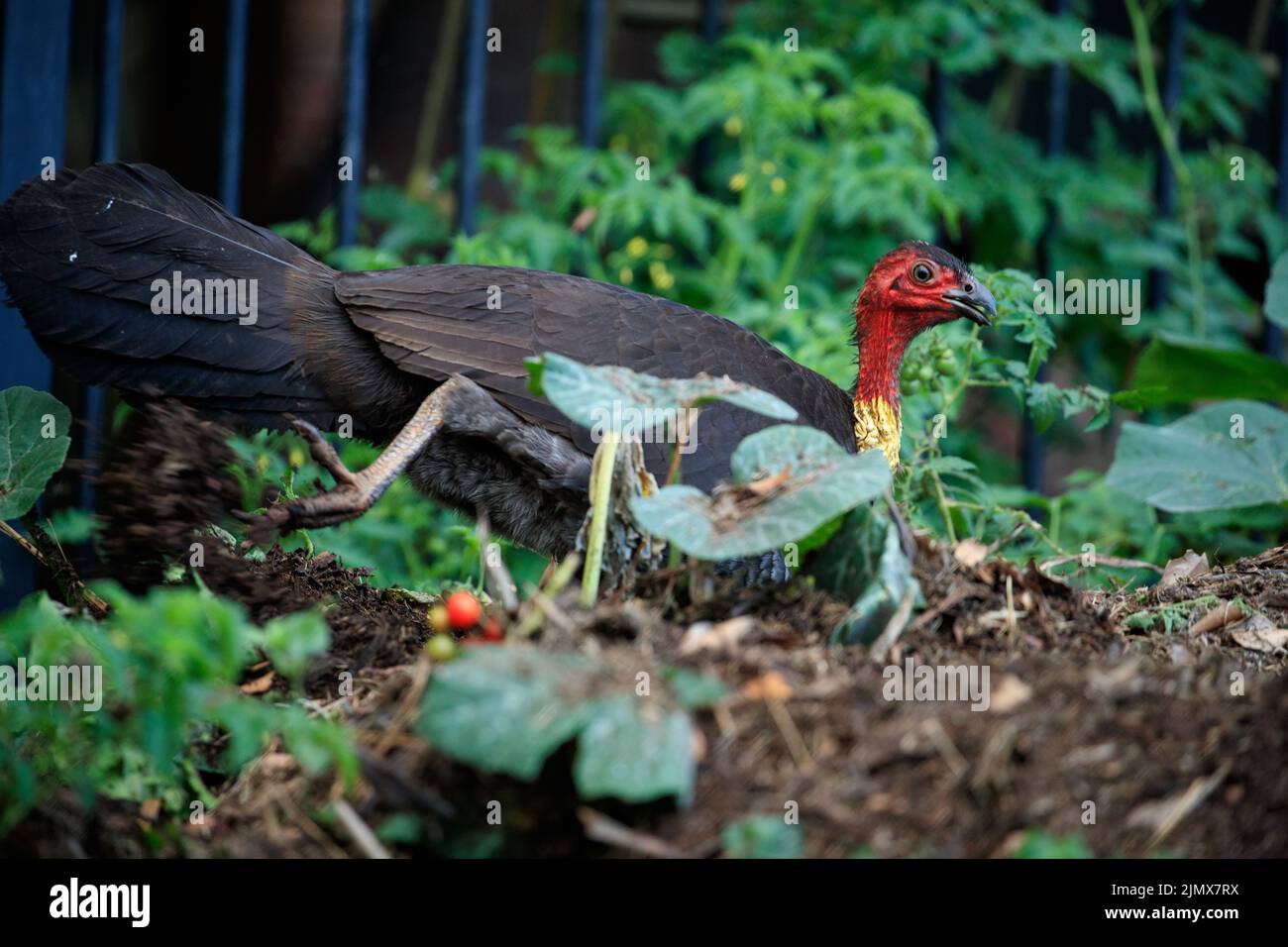 Australian Brush Turkey (Alectura lathami) digging bark atop nest mount
