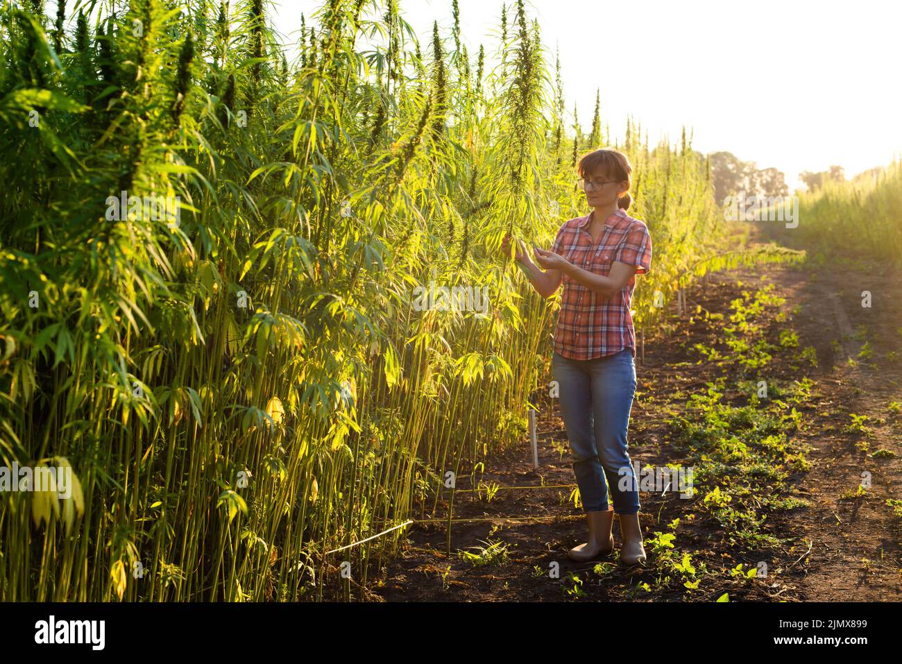 Caucasian female farmer checking industrial hemp stalks at field sunset time somewhere in Ukraine Stock Photo