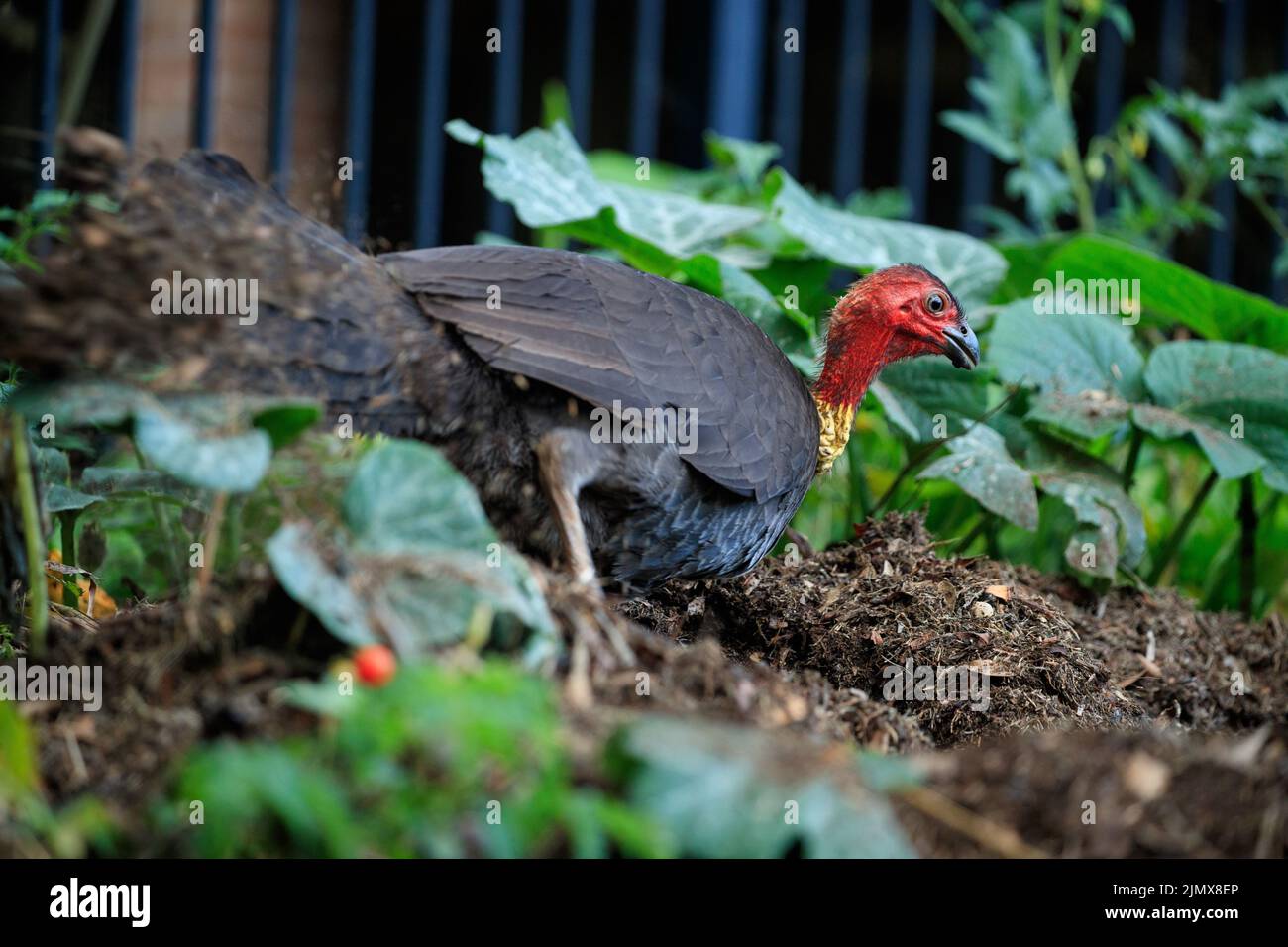 Australian Brush Turkey (Alectura lathami) digging bark atop nest mount