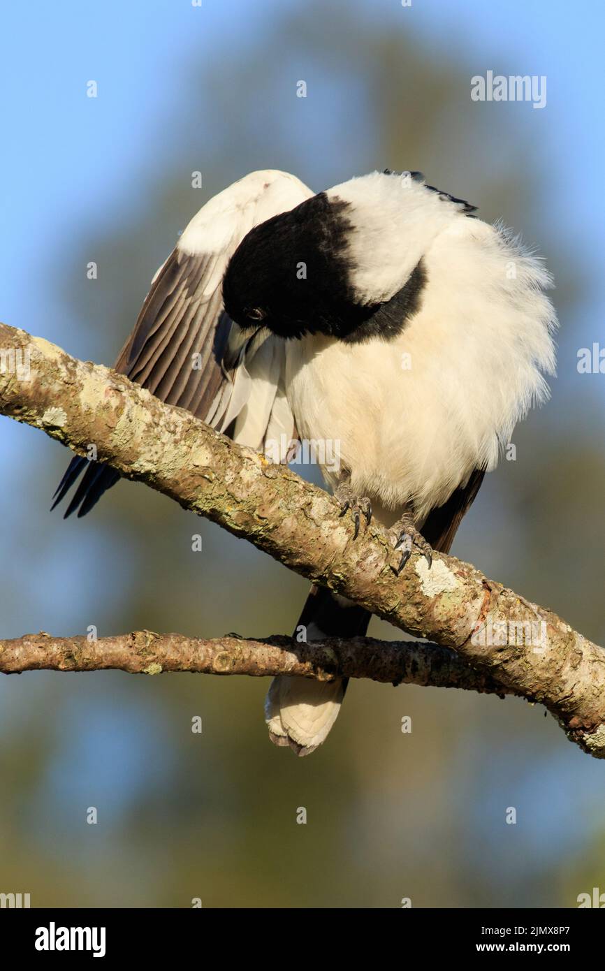 Pied Butcherbird (Cracticus nigrogularis) perched in tree Stock Photo