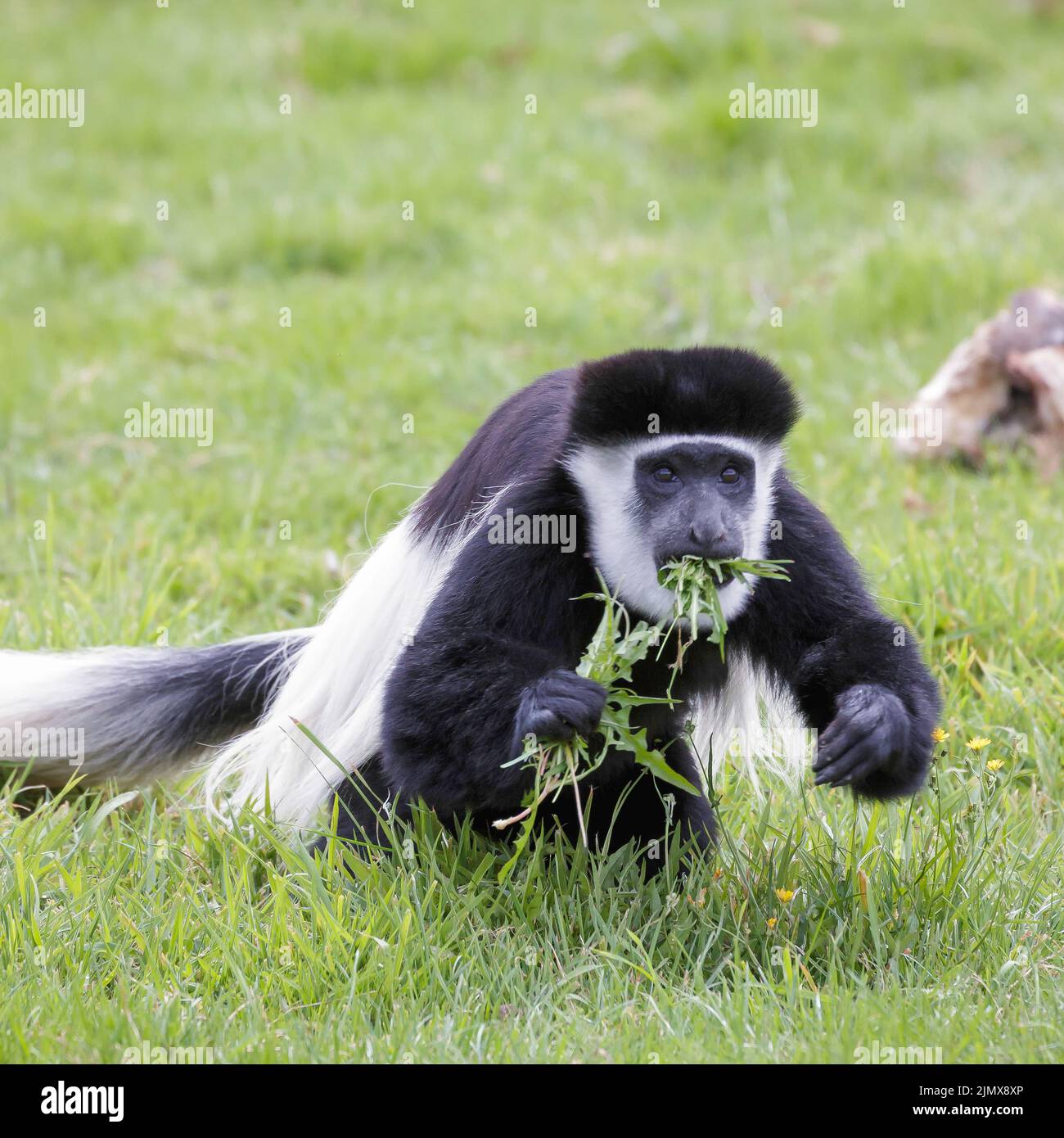 Black and White Colobus eating some weeds Stock Photo