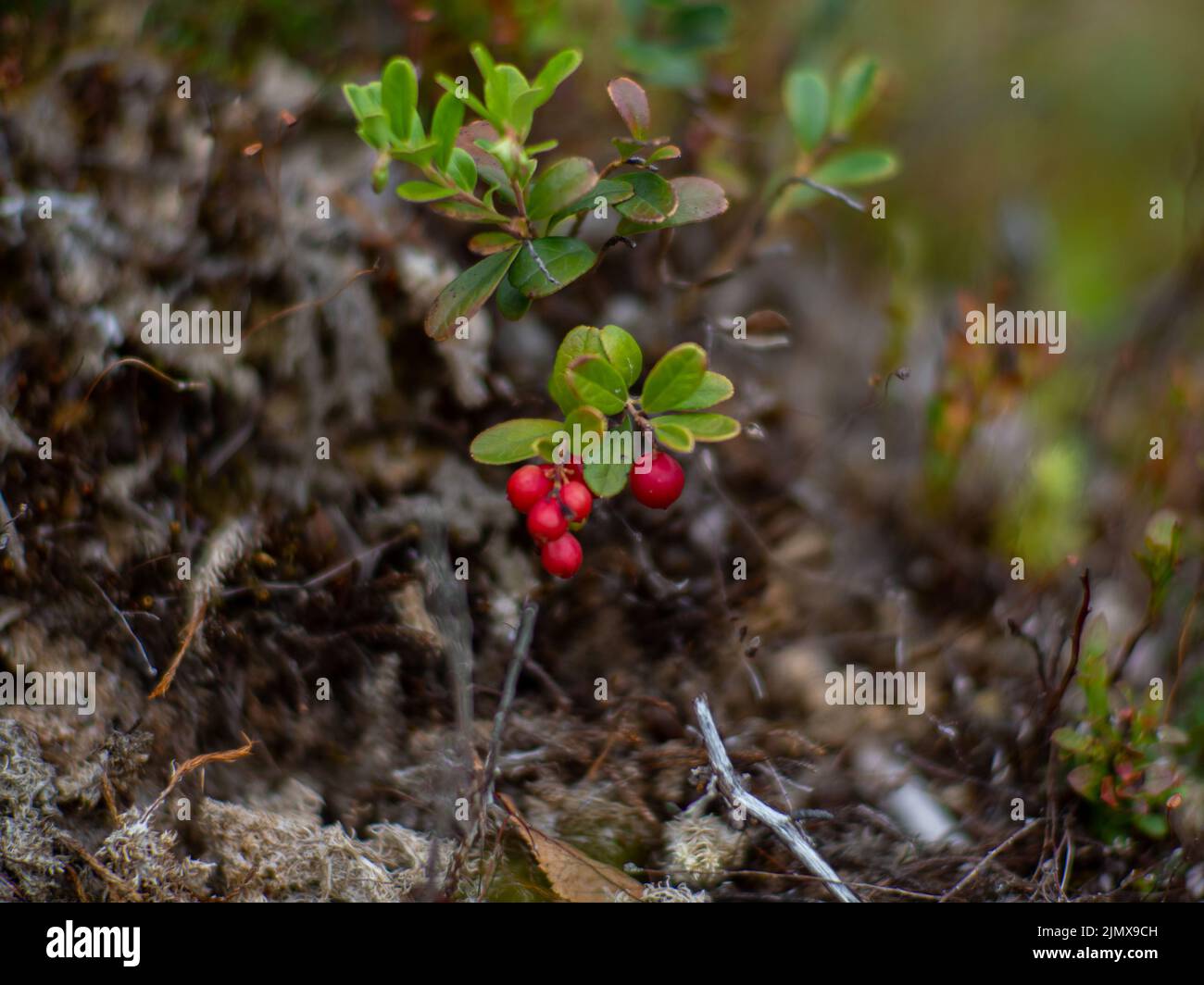Lingonberry in forest Stock Photo