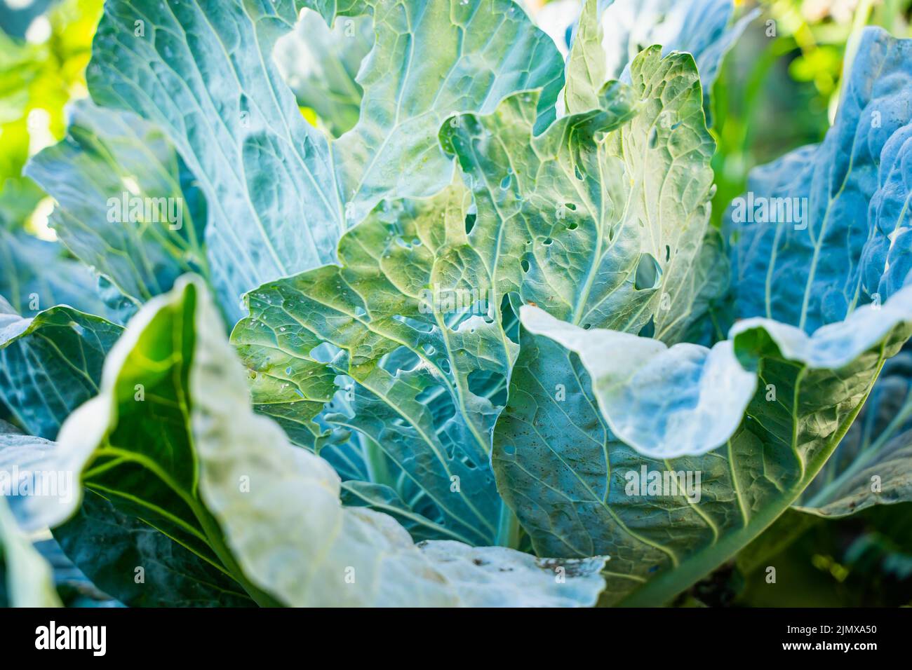 A leaf of a growing white cabbage is infested with Aleyrodoidea in