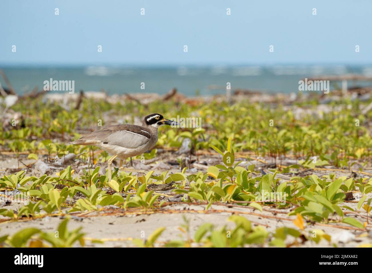 Beach StoneCurlew or ThickKnee (Esacus magnirostris) on the beach