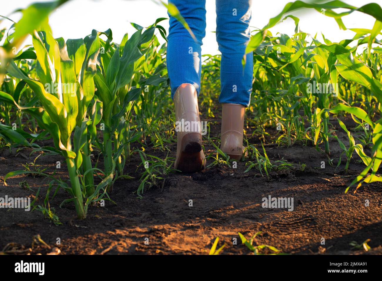 Low angle view at female farmer's feet in rubber boots walking along maize stalks Stock Photo