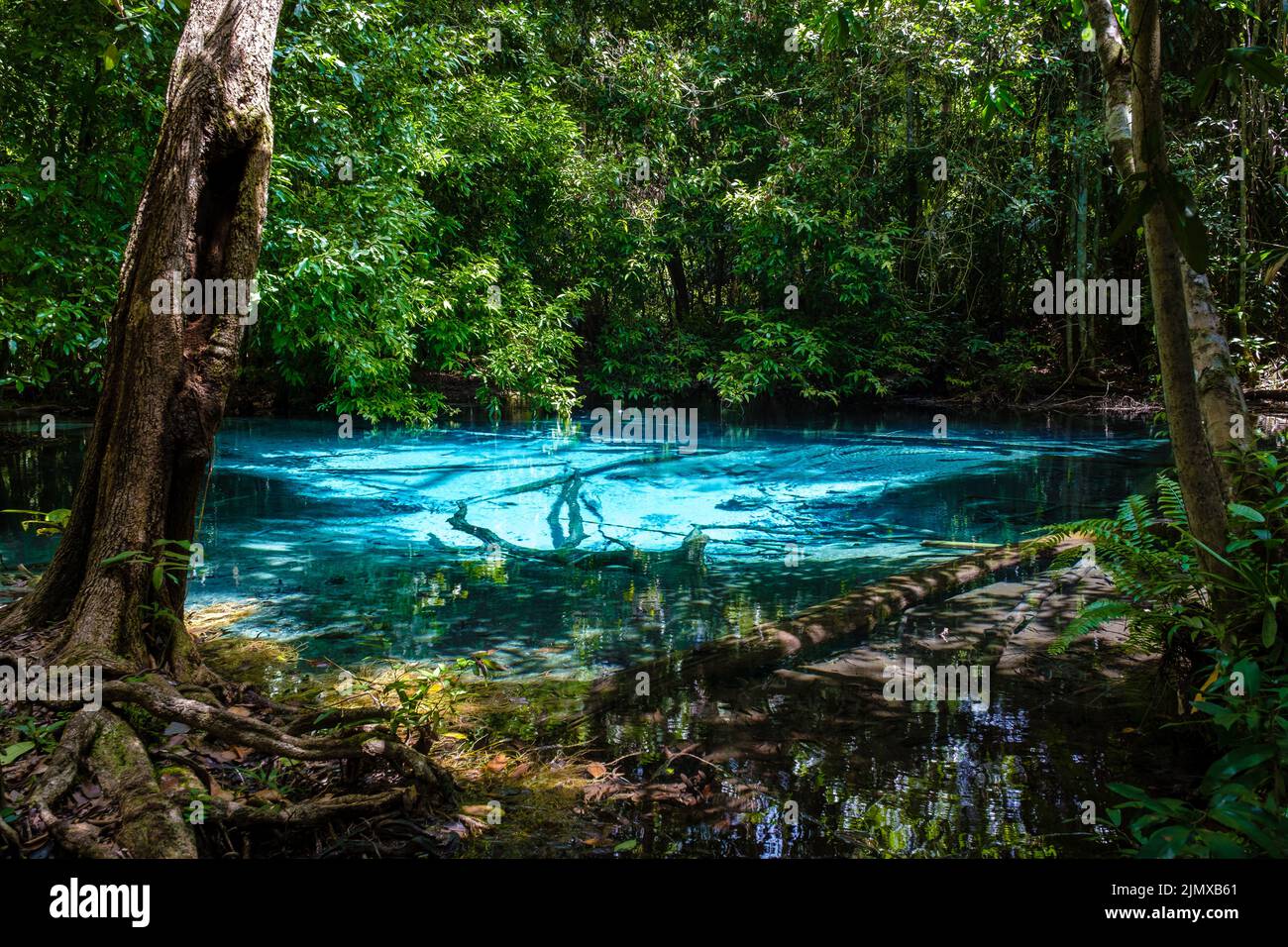 Emerald lake and Blue pool Krabi Thailand mangrove forest Krabi Thailand. Stock Photo