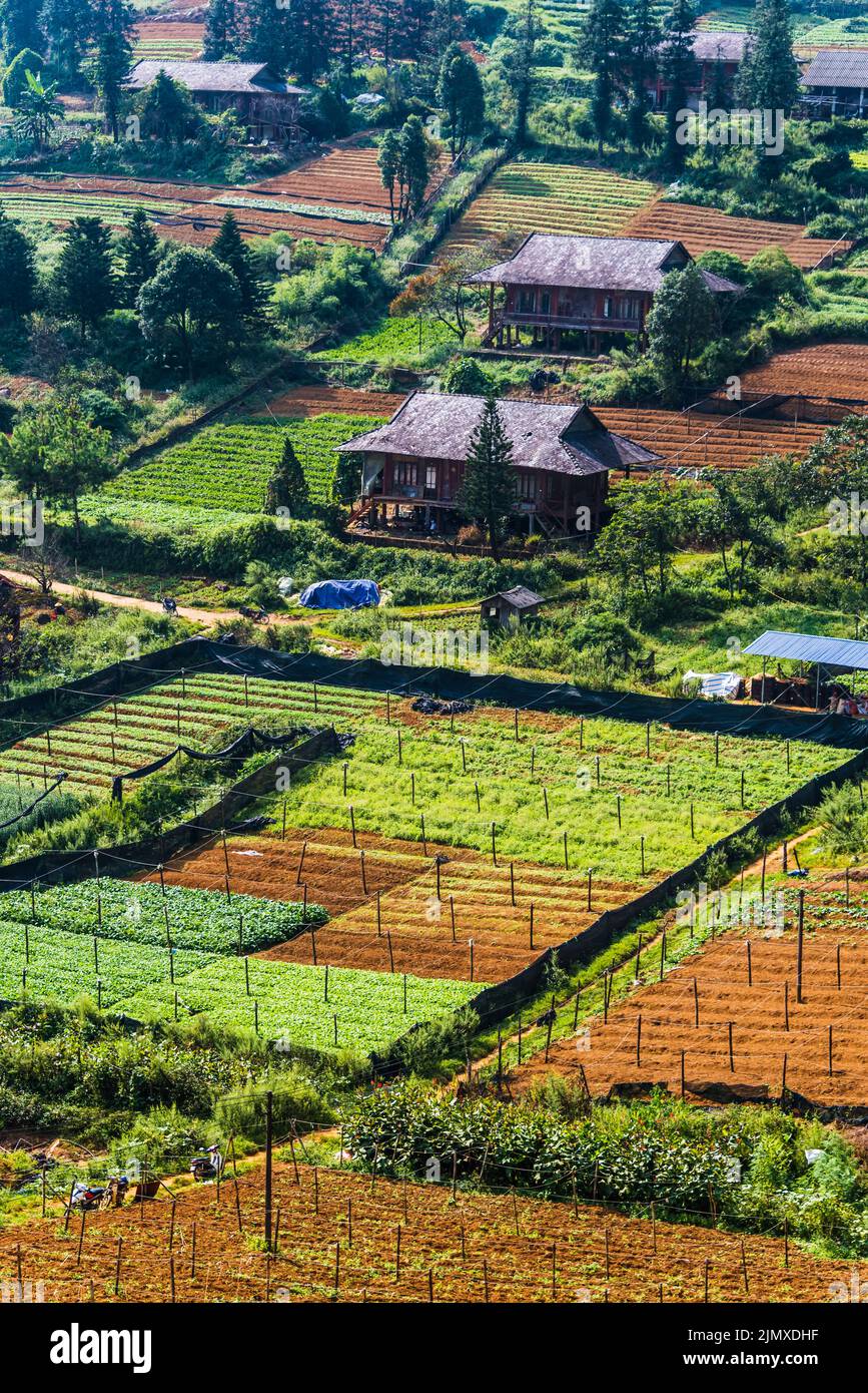 Small scale agriculture in Sapa in Lao Cai Province in northwest