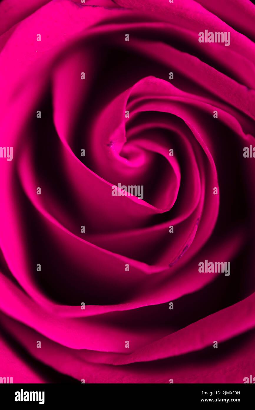 Beautiful purple rose petals hi-res stock photography and images - Alamy