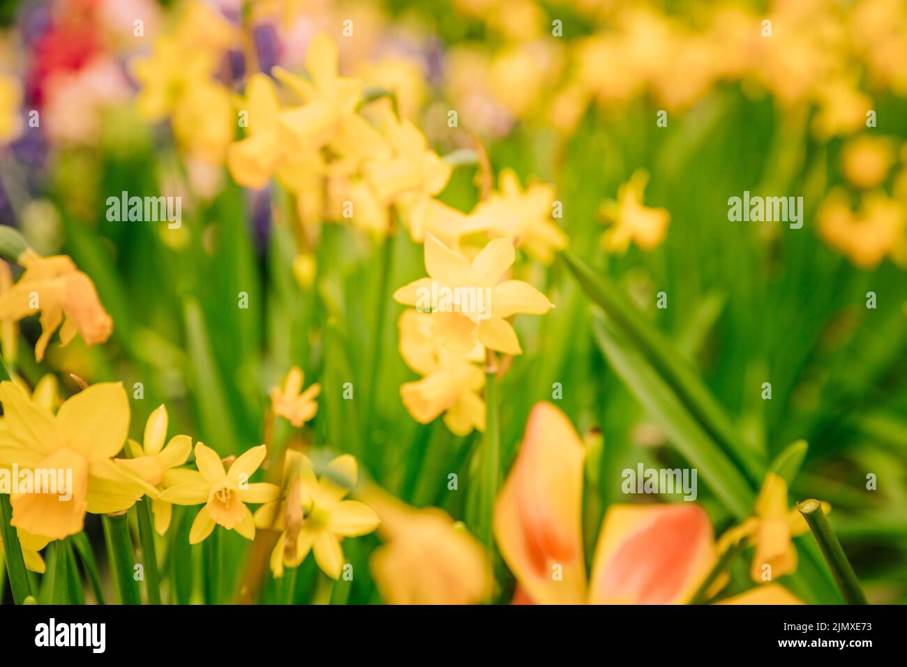 Amazing yellow daffodils flower field morning sunlight Stock Photo