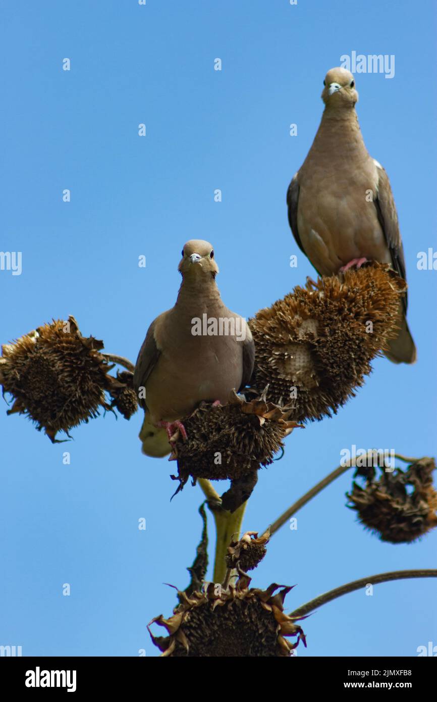 Pigeon eating sunflower seeds on dry plant Stock Photo Alamy