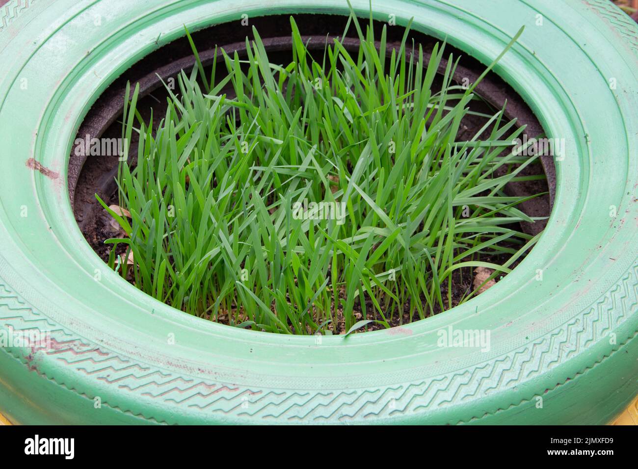 Organic oat plants planted in recycled tires Stock Photo