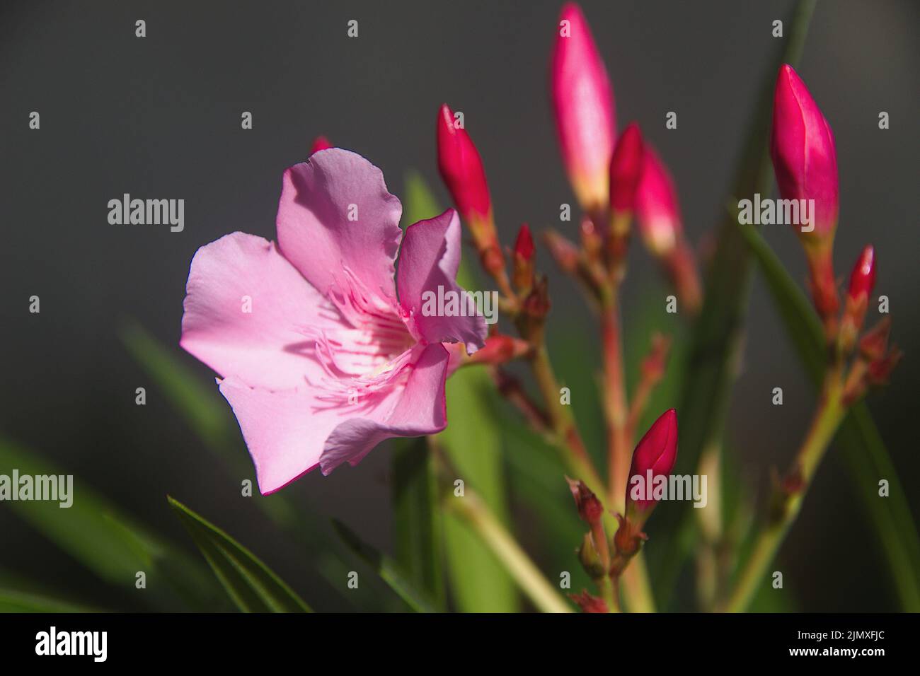 View of bunch of pink flower and buds of Nerium or Dwarf Oleander or Dwarf Pink Ice Stock Photo
