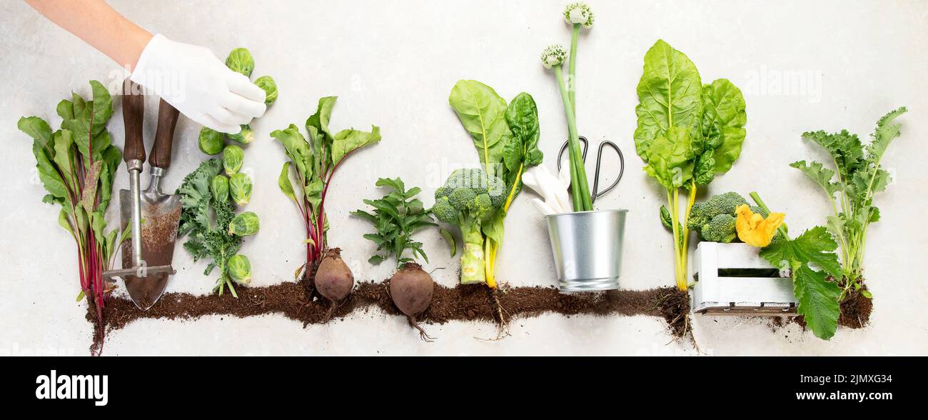 Vegetables growing in compost including potatoes, lettuce, salad ...