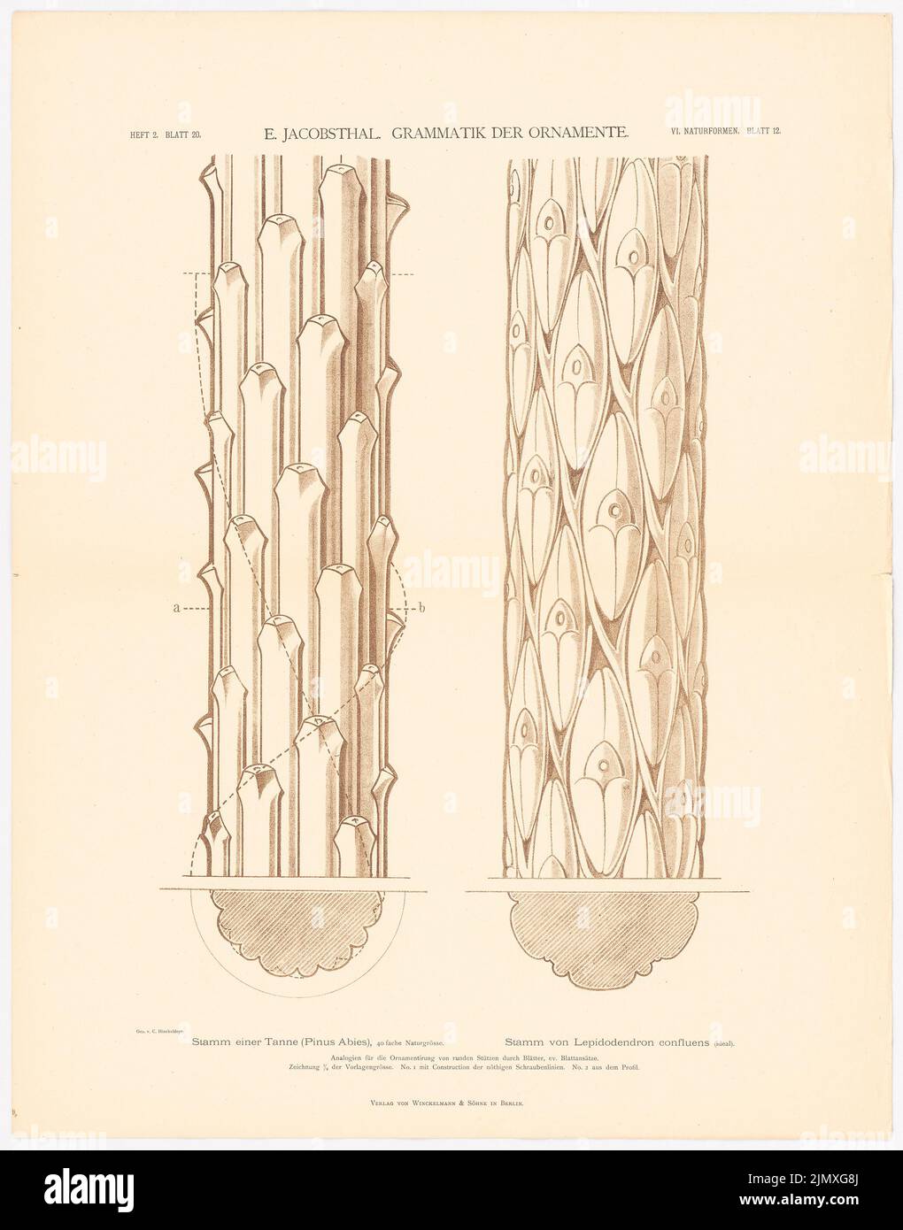 Jacobsthal Johann Eduard (1839-1902), grammar of the ornaments (without date): trunk of a fir (Pinus Abies), tribe of lepidodendrum confluens, issue 2nd sheet 20 .. lithograph on paper, 72 x 56.5 cm (incl. . Scan edges) Jacobsthal Johann Eduard  (1839-1902): Grammatik der Ornamente Stock Photo
