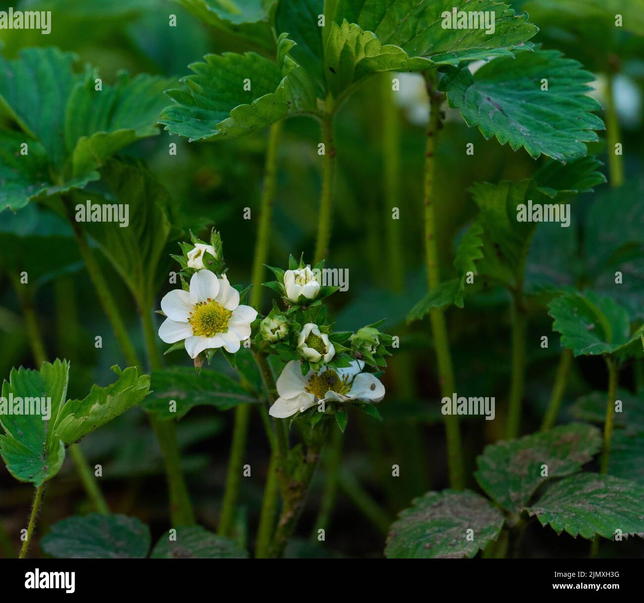 Strawberry bush with green leaves and white flowers in vegetable garden ...