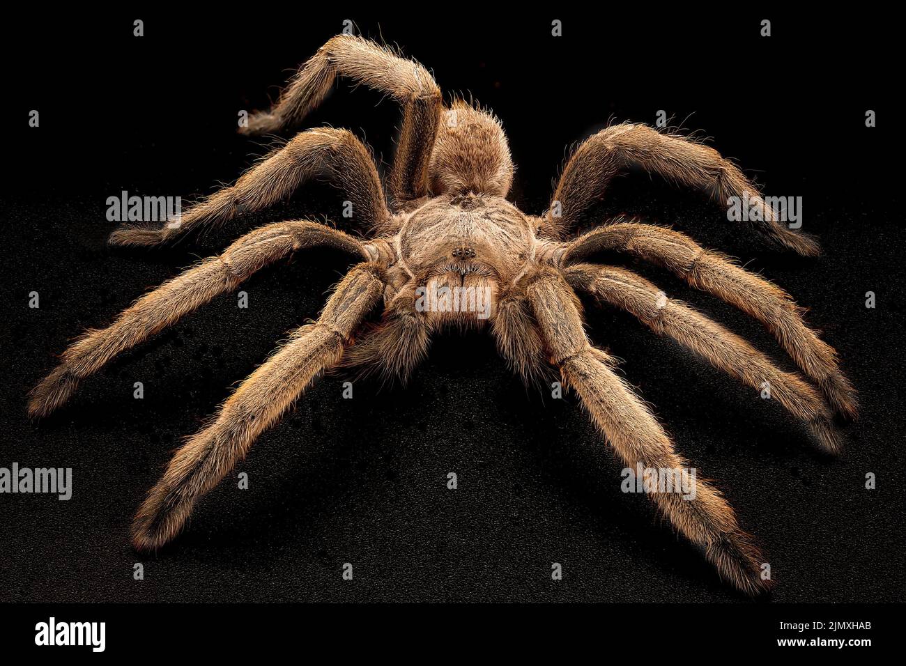 Macro close up of an Australian Tarantula, also known as a Whistling Spider because of the hissing sound they make. They are huge and very hairy. Stock Photo