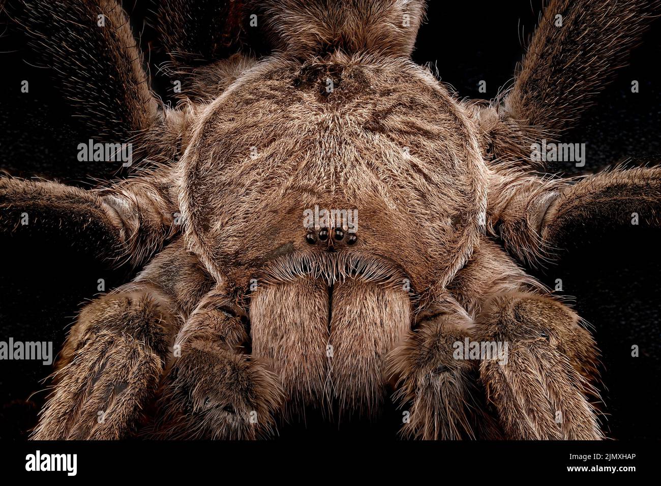 Macro close up of an Australian Tarantula, also known as a Whistling Spider because of the hissing sound they make. They are huge and very hairy. Stock Photo