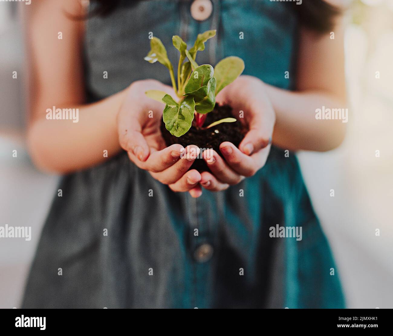 Learn to nurture the growth of nature. an unrecognizable young girl holding a plant growing out of soil while standing indoors. Stock Photo