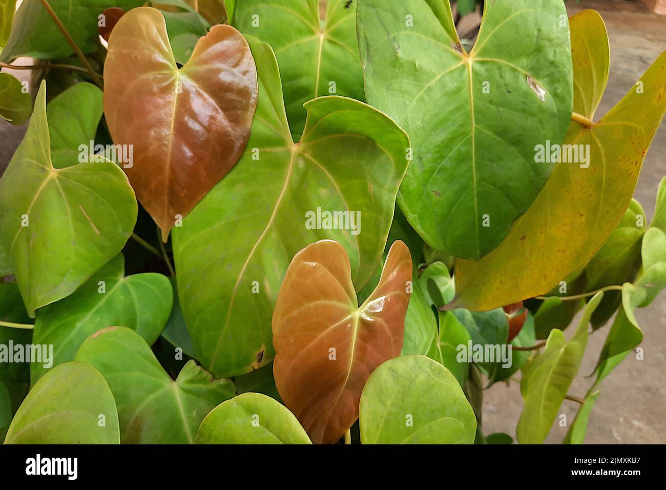 View of orange tender and green ripe leaves of Anthurium androecium plant Stock Photo