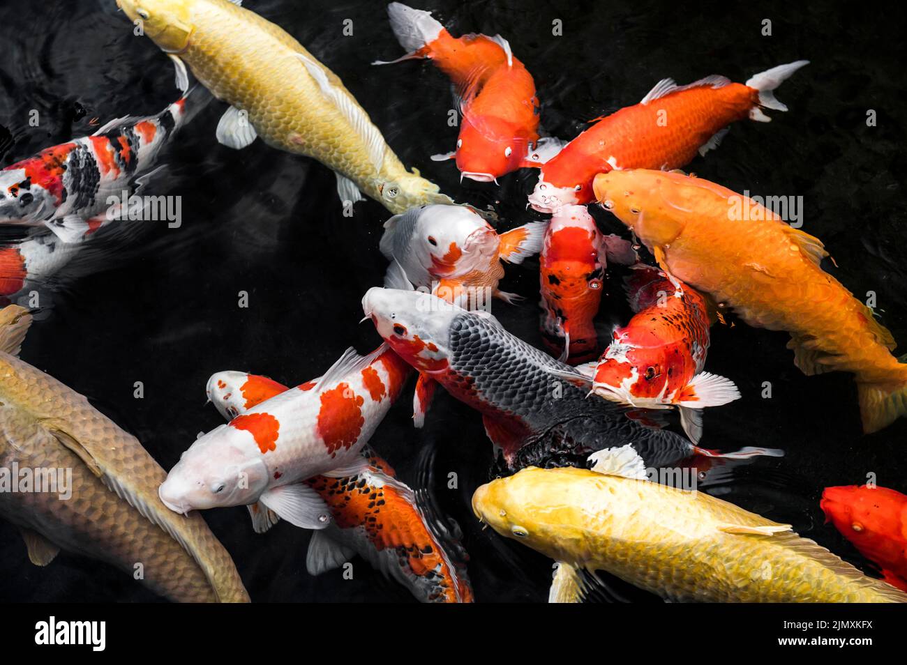 Top view colorful koi fishes Stock Photo
