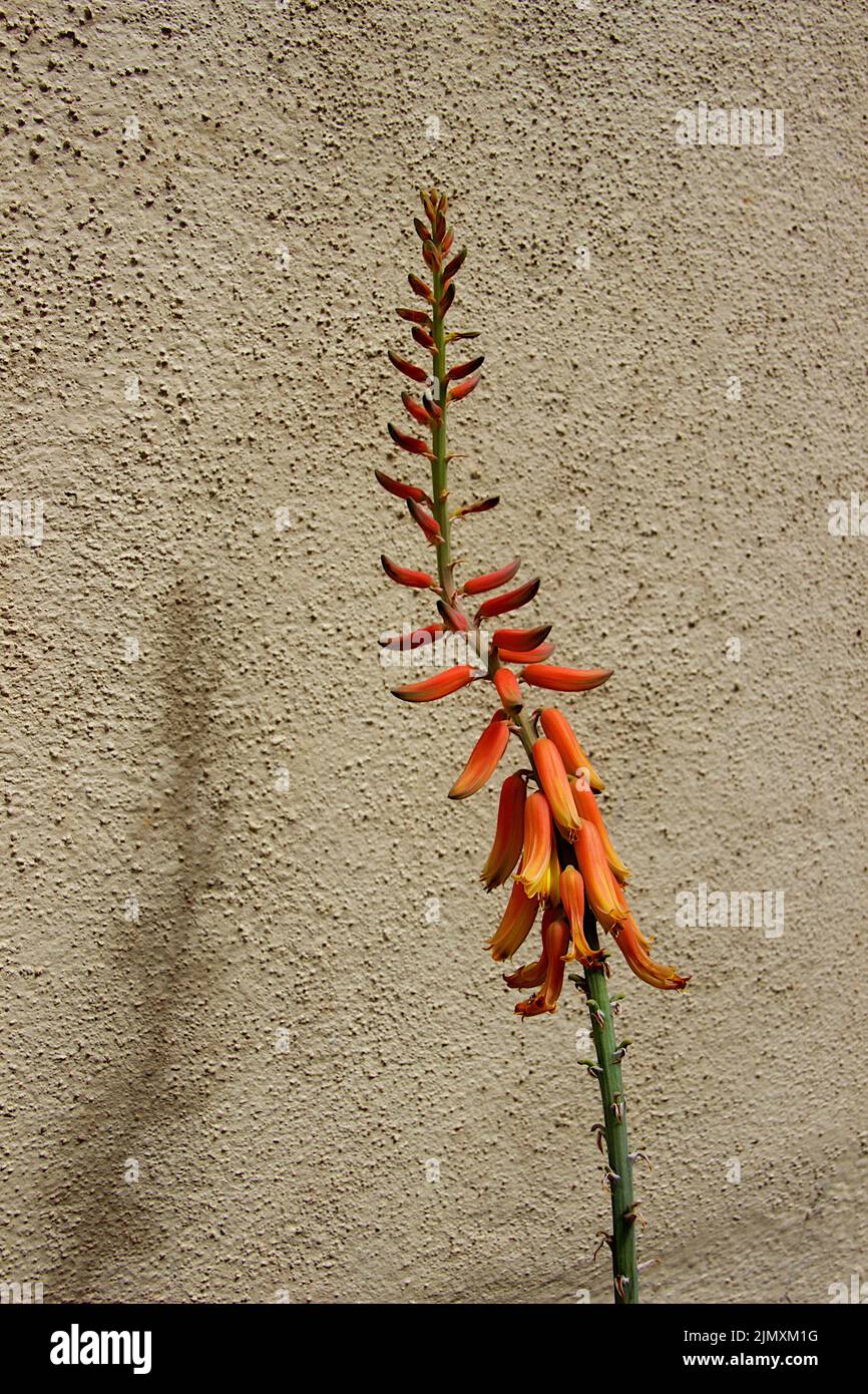 View of bunch of Aloe Vera flowers and buds against gray, coarse background Stock Photo