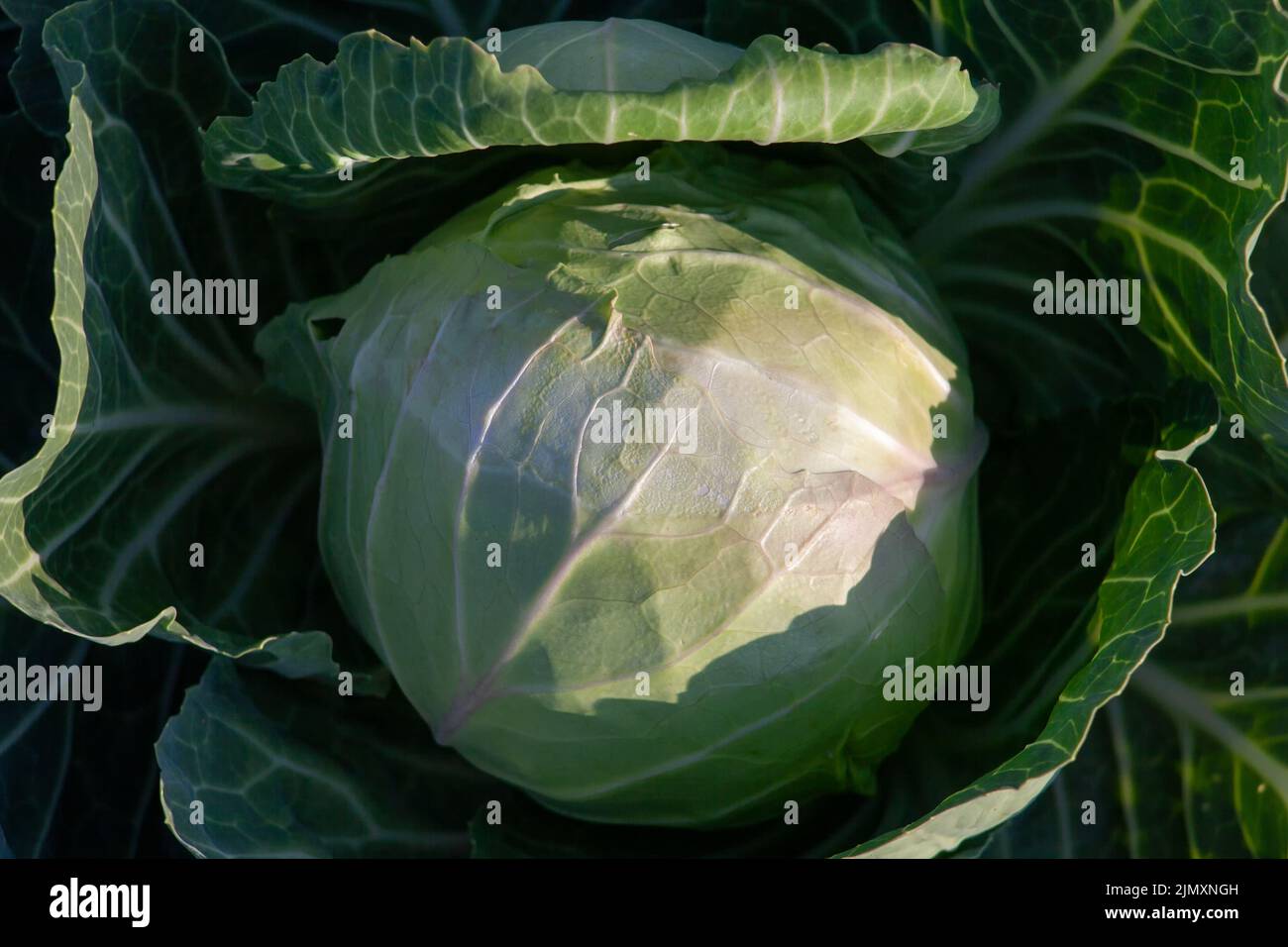 Closeup of a head of cabbage. Cabbage grows in the garden. The concept