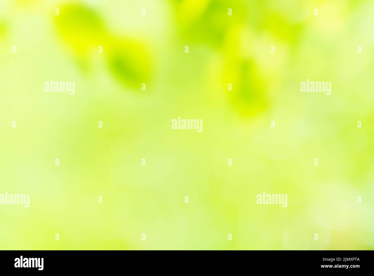 Green sunny blur nature background Stock Photo