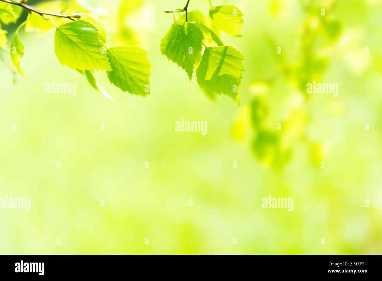 Green leaves on soft green grass Stock Photo