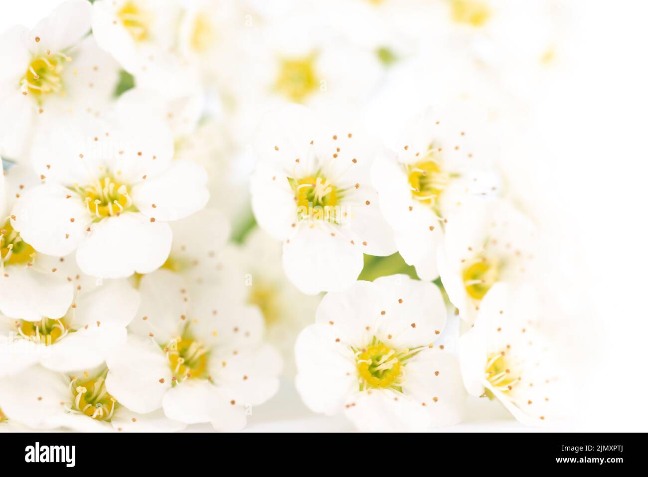 White flowers with green leaves Stock Photo