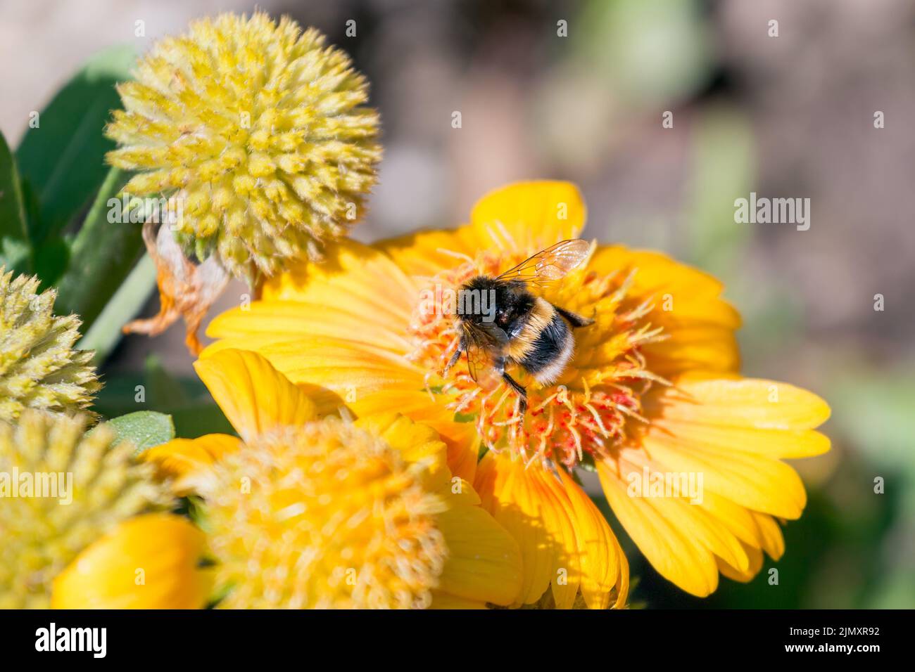 Bee feeding on a yellow Daisy Cultivated Flower Stock Photo